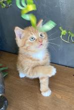 Kittens,  twee vrouwtjes, twee mannetjes, Dieren en Toebehoren, Katten en Kittens | Raskatten | Korthaar, Meerdere dieren, Ontwormd