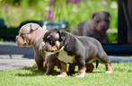 Tricolor American Bully pocket pups, Amerikaanse Bully❤️, Dieren en Toebehoren, Honden | Bulldogs, Pinschers en Molossers, Overige rassen