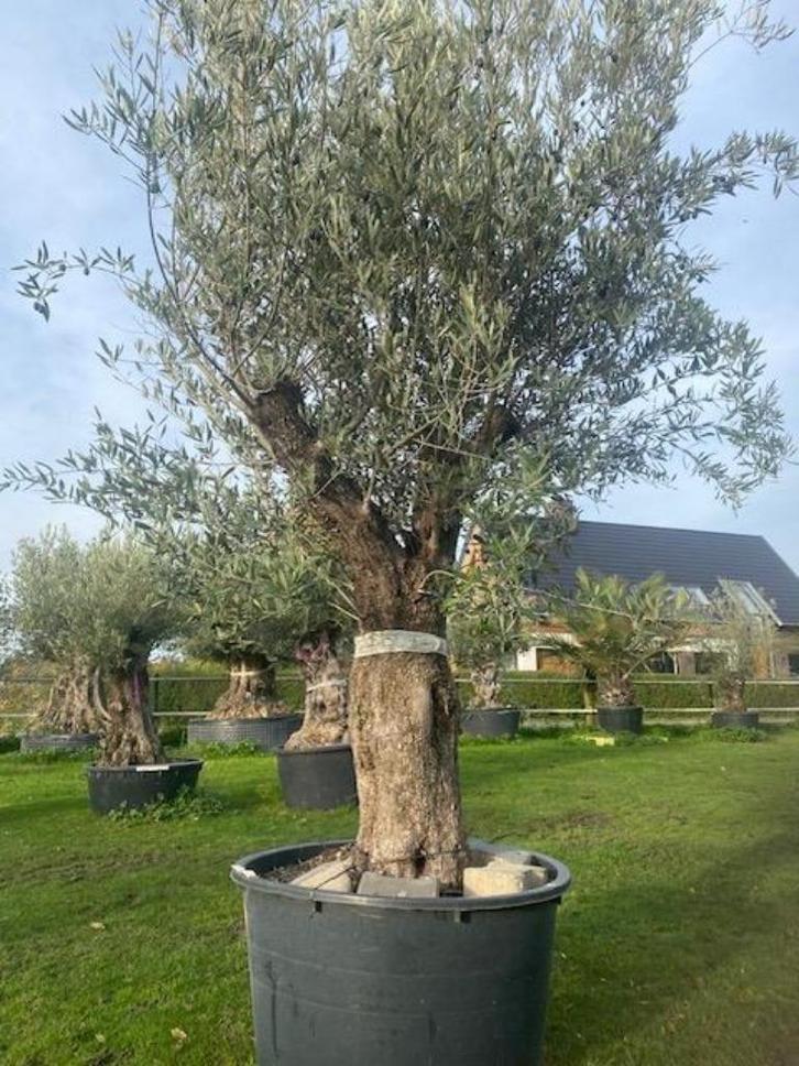Slanke Olijfboom te koop met vertakkingen & grote kruin, Tuin en Terras, Planten | Bomen, Overige soorten, 100 tot 250 cm, Volle zon