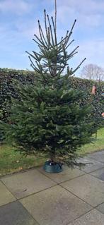 kerstboom nordman nordmann met kluit, Tuin en Terras, Ophalen, Bloeit niet, Halfschaduw, Overige soorten