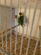 Personata.s, Dieren en Toebehoren, Meerdere dieren