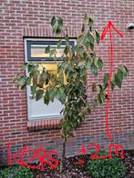 Jonge fruitboompjes 3 jaar 4 stuks, Tuin en Terras, Overige soorten, Lente, 100 tot 250 cm, Ophalen