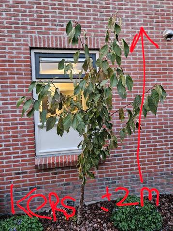 Jonge fruitboompjes 3 jaar 4 stuks beschikbaar voor biedingen