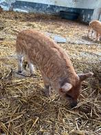 Biggen Hongaars wolvarken/ Mangalitza, Dieren en Toebehoren, Schapen, Geiten en Varkens, Meerdere dieren, Varken, 0 tot 2 jaar