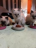 Ragdoll kittens, Dieren en Toebehoren, Katten en Kittens | Raskatten | Langhaar, Meerdere dieren