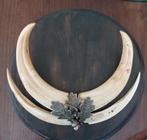 Jachtrofee op houten schild,ook als stoer sieraad te dragen., Ophalen of Verzenden