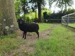 Ouessant ram, Dieren en Toebehoren, Schapen, Geiten en Varkens, Mannelijk, Schaap, 0 tot 2 jaar