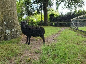 Ouessant ram beschikbaar voor biedingen