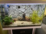 Complete aquarium, Ophalen, Zo goed als nieuw