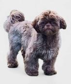 Maltipoo en Shihtzu zoeken nieuw baasje, Dieren en Toebehoren, Honden | Chihuahua's en Gezelschapshonden, Overige rassen, CDV (hondenziekte)