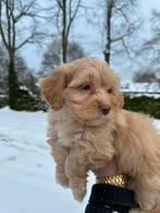 Maltipoo pups, maltezer x toy poedel, Dieren en Toebehoren, Honden | Chihuahua's en Gezelschapshonden, Nederland, Overige rassen