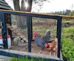 7mnd oud prachtige Amrock haan (met 2 goed leggende hennen), Mannelijk, Kip