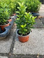 Euonymus green spire buxusvervanger, Tuin en Terras, Ophalen of Verzenden, Overige soorten, Minder dan 100 cm