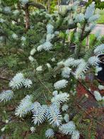 **ACTIE** Picea omorika, Servische spar, Tuin en Terras, Ophalen of Verzenden, Overige soorten, Struik, Minder dan 100 cm
