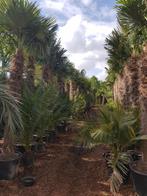 Wintrharde palmbomen nu voor € 1,57 per cm stamhoogte !!!, Tuin en Terras, Planten | Bomen, Ophalen of Verzenden, Palmboom