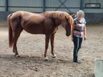 Lieve 12-jarige ruin., Dieren en Toebehoren, Ruin, Zadelmak, 160 tot 165 cm, 11 jaar of ouder