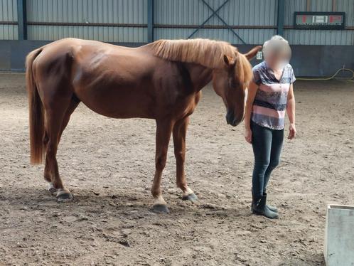 Lieve 12-jarige ruin., Dieren en Toebehoren, Paarden, Ruin, Zadelmak, 160 tot 165 cm, 11 jaar of ouder, Recreatiepaard, Met stamboom