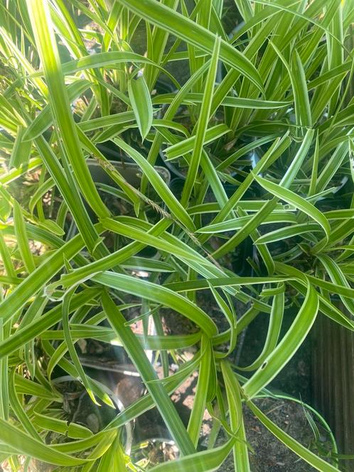Groenblijvende siergras Carex morowi variegata bodembedekker, Tuin en Terras, Planten | Tuinplanten, Siergrassen, Halfschaduw