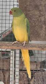 Opaline bleekstaart halsbandparkiet, Dieren en Toebehoren, Vogels | Parkieten en Papegaaien, Vrouwelijk, Parkiet