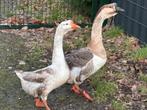 Koppel Amerikaanse knobbelganzen gans ganzen, Dieren en Toebehoren, Meerdere dieren, Gans of Zwaan