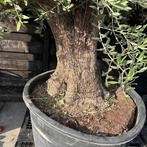 Olijfbomen, olijf, Olea europaea, uit voorraad geleverd, Tuin en Terras, Planten | Bomen, Ophalen of Verzenden, Olijfboom