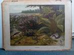 Schoolplaat Biologie., Antiek en Kunst, Antiek | Schoolplaten, Ophalen, Natuur en Biologie