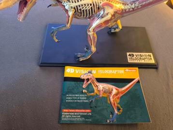 4D Vision Velociraptor Anatomiemodel Dinosaurus (Compleet) beschikbaar voor biedingen