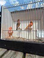 Mooie harlekijn jonge 2025, Dieren en Toebehoren, Vogels | Kanaries, Mannelijk