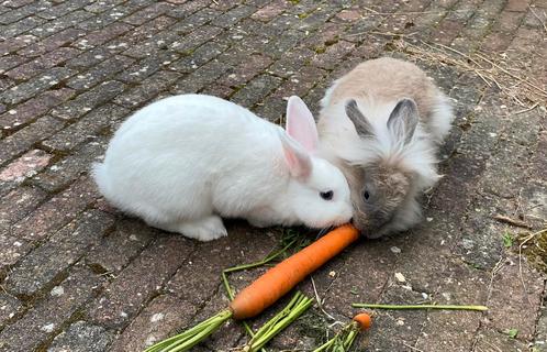 Twee superlieve konijnen zusjes van 1 jaar oud, Dieren en Toebehoren, Konijnen, Vrouwelijk