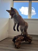 Te koop zeer mooie opgezette vos, Verzamelen, Dierenverzamelingen, Ophalen, Zo goed als nieuw, Wild dier, Opgezet dier