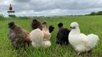 Jonge tamme zijdehoen kriel kippen, gesekst en ingeënt, Dieren en Toebehoren, Pluimvee, Vrouwelijk, Kip