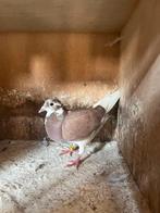 roodbonte duivin, Dieren en Toebehoren, Vogels | Duiven, Vrouwelijk, Postduif