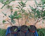 Robinia pseudoacacia / Witte acacia / valse acacia, 50-60cm, Overige soorten, Minder dan 100 cm, Zomer, Ophalen
