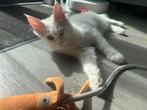 Maine Coon poes, Dieren en Toebehoren, Poes