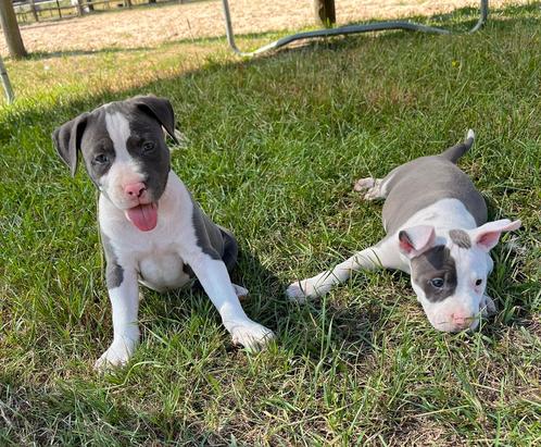 3 laatste super knappe Amerikaanse stafford pups !, Dieren en Toebehoren, Honden | Jack Russells en Terriërs, Meerdere dieren
