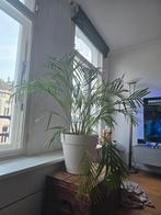 Mooie palm in pot, Ophalen, In pot, Halfschaduw