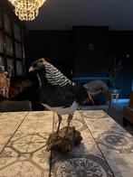Opgezette ladyamherfstfazant, Dieren en Toebehoren, Pluimvee, Mannelijk, Kip