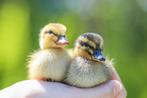 Oud Hollandse kwakers kuikens | Gesekst, Dieren en Toebehoren, Pluimvee, Meerdere dieren, Eend