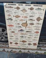 Vintage Schoolplaat Zoutwatervissen - IJmuiden Stores, Ophalen of Verzenden, Natuur en Biologie