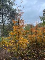 Krentenboom struiken Amelanchier, Tuin en Terras, Ophalen, Volle zon, Overige soorten, Minder dan 100 cm