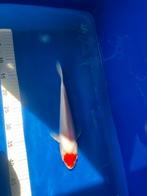 Koi (tancho) met certificaat., Dieren en Toebehoren, Karper of Koi