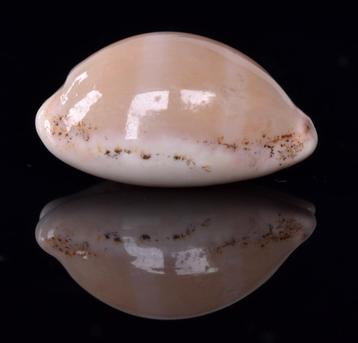 Schelpen: Cypraea cinerea 23,3mm (F+++/Gem) Martinique beschikbaar voor biedingen