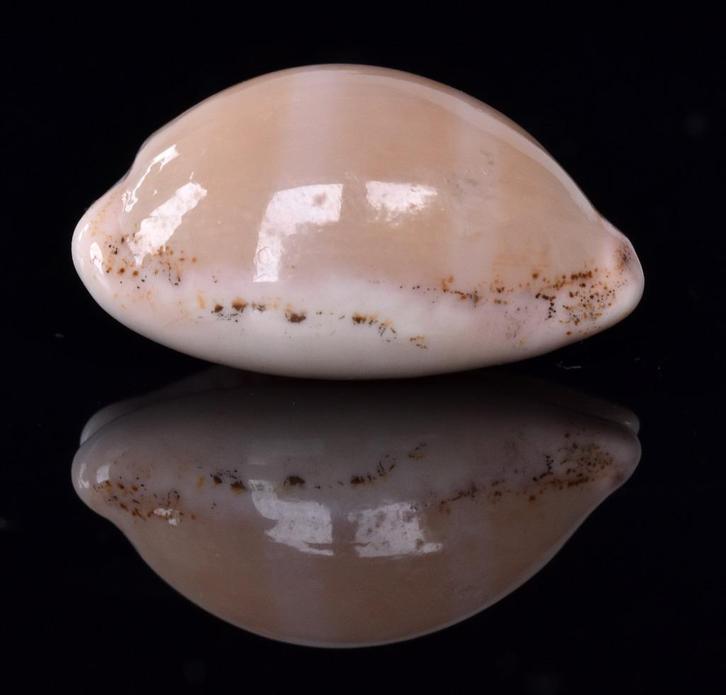 Schelpen: Cypraea cinerea 23,3mm (F+++/Gem) Martinique, Verzamelen, Mineralen en Fossielen, Schelp(en), Ophalen of Verzenden