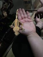 Winpergekko vrouwtje, Dieren en Toebehoren, Reptielen en Amfibieën