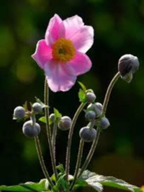 Roze anemoon vaste plant biologisch, Tuin en Terras, Planten | Tuinplanten, Vaste plant, Overige soorten, Zomer, Ophalen