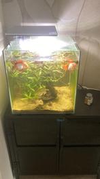 Aquarium Qubiq 60 pro, Dieren en Toebehoren, Ophalen, Zo goed als nieuw, Leeg aquarium