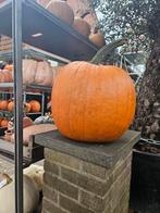 Prachtige (Halloween) Pompoenen voor Herfstdecoratie!, Ophalen, Volle zon, Groenteplanten, Eenjarig