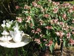 Stekken van Clerodendrum trichotomum, kansenboom, Ophalen of Verzenden, Overige soorten, Volle zon