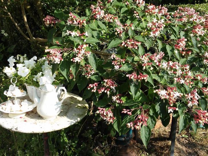 Stekken van Clerodendrum trichotomum, kansenboom, Tuin en Terras, Planten | Tuinplanten, Overige soorten, Volle zon, Ophalen of Verzenden