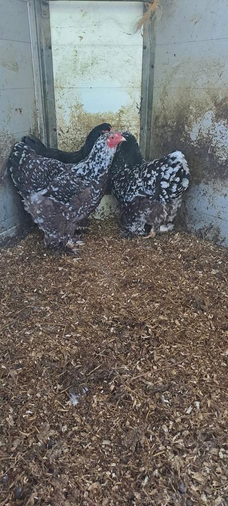 3 mooie getekende brahma hennen, Dieren en Toebehoren, Pluimvee, Kip, Vrouwelijk